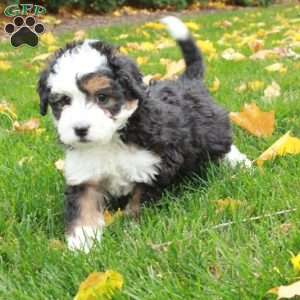 Tori, Mini Bernedoodle Puppy