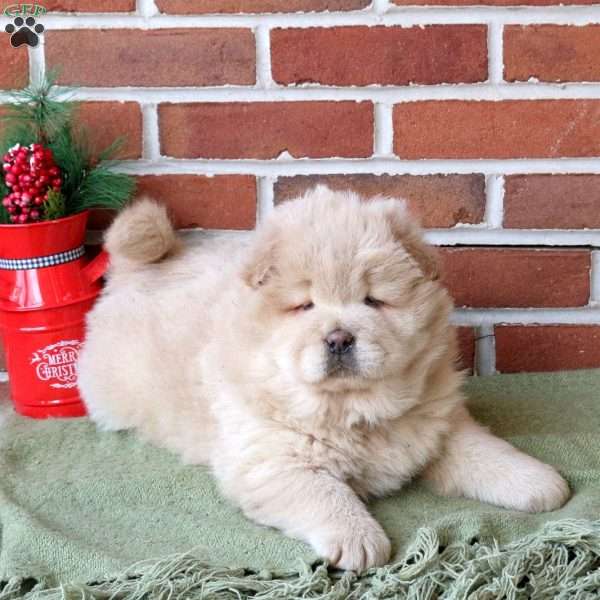 Tracker, Chow Chow Puppy