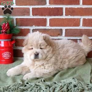 Tracker, Chow Chow Puppy