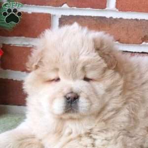 Tracker, Chow Chow Puppy