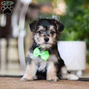 Travis, Morkie / Yorktese Puppy