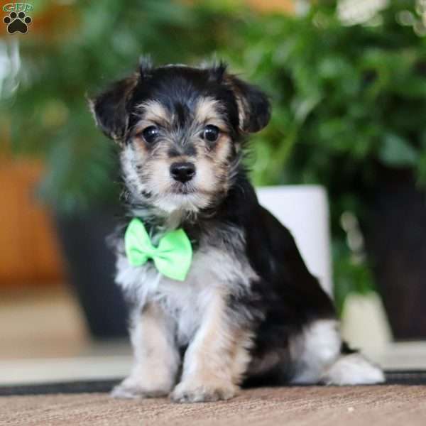 Travis, Morkie / Yorktese Puppy