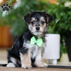 Travis, Morkie / Yorktese Puppy