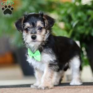 Travis, Morkie / Yorktese Puppy