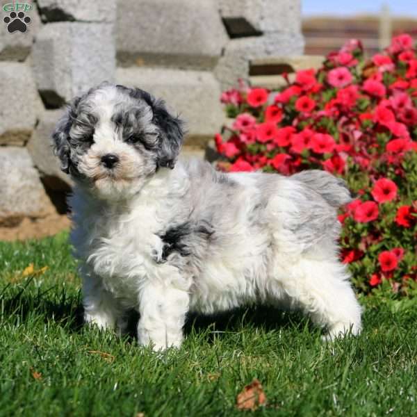 Travis, Miniature Poodle Puppy