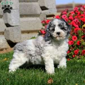 Travis, Miniature Poodle Puppy