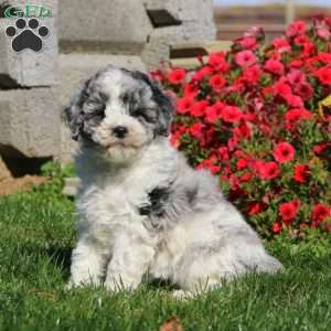 Travis, Miniature Poodle Puppy
