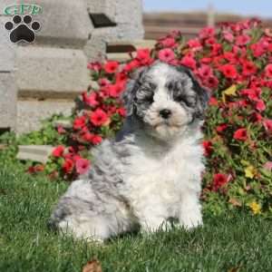Travis, Miniature Poodle Puppy