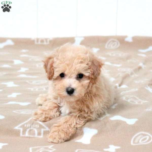 Trip, Bich-Poo Puppy