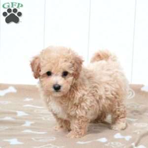 Trip, Bich-Poo Puppy