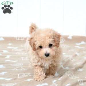 Trip, Bich-Poo Puppy