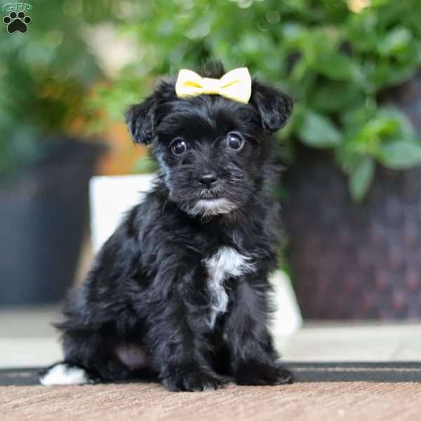 Trivia, Morkie / Yorktese Puppy