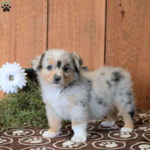 Truffle, Welsh Corgi Mix Puppy