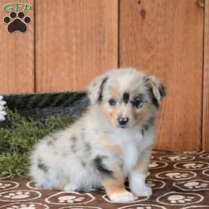 Truffle, Welsh Corgi Mix Puppy