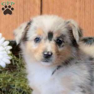 Truffle, Welsh Corgi Mix Puppy