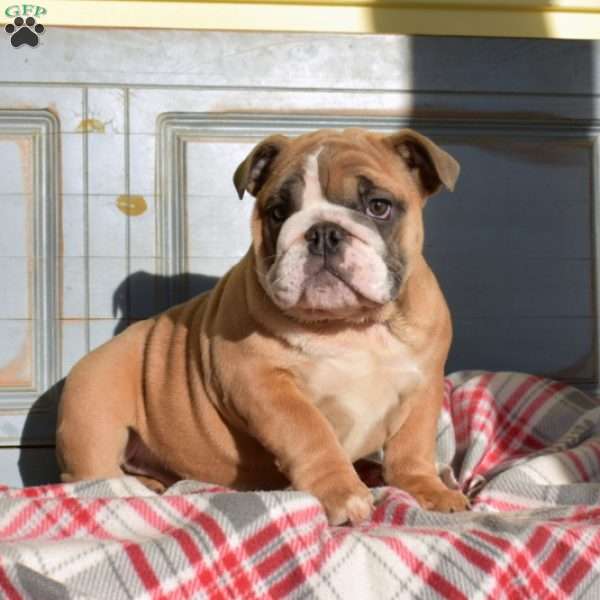 Truffles, English Bulldog Puppy