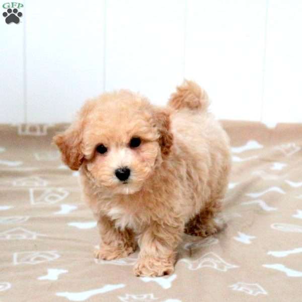 Truman, Bich-Poo Puppy