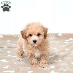 Truman, Bich-Poo Puppy