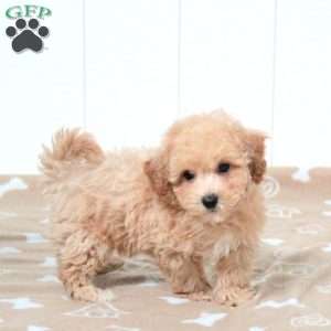 Truman, Bich-Poo Puppy