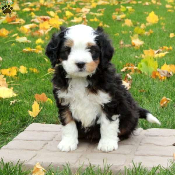 Tucker, Mini Bernedoodle Puppy
