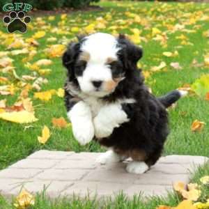 Tucker, Mini Bernedoodle Puppy