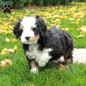 Tucker, Mini Bernedoodle Puppy