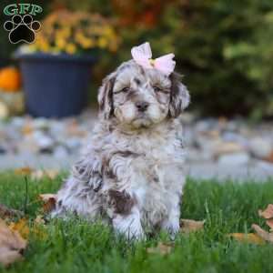 Tulip, Newfypoo Puppy