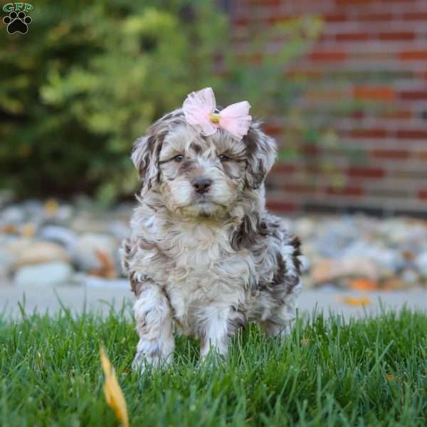 Tulip, Newfypoo Puppy