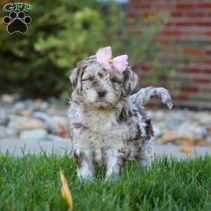 Tulip, Newfypoo Puppy