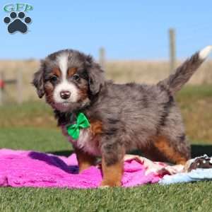 Turner, Mini Bernedoodle Puppy