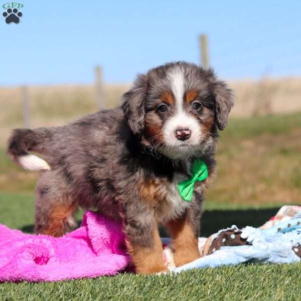 Turner, Mini Bernedoodle Puppy
