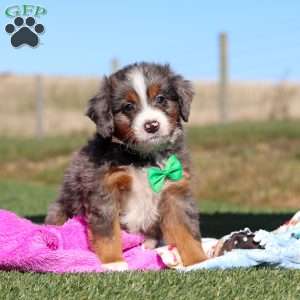 Turner, Mini Bernedoodle Puppy