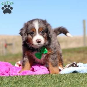 Turner, Mini Bernedoodle Puppy