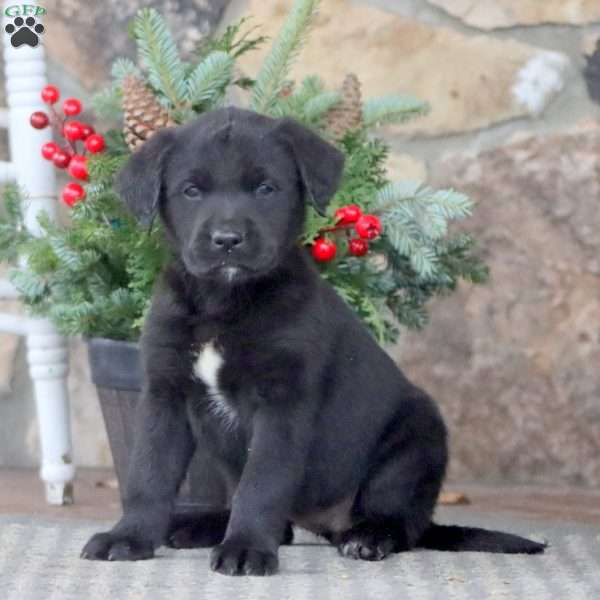 Twila, Golden Retriever Mix Puppy