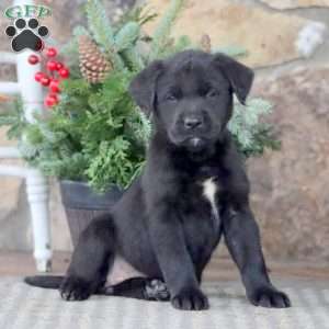 Twila, Golden Retriever Mix Puppy