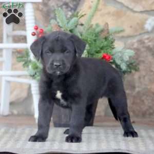 Twila, Golden Retriever Mix Puppy