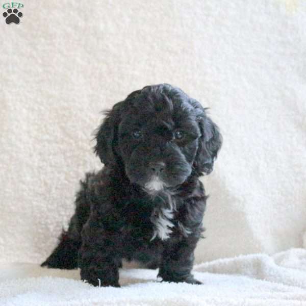 Twilight, Cavapoo Puppy