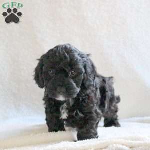 Twilight, Cavapoo Puppy