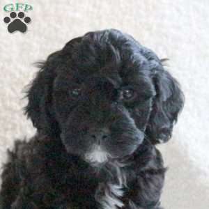 Twilight, Cavapoo Puppy