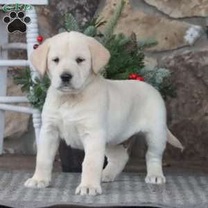 Tyler, Golden Retriever Mix Puppy