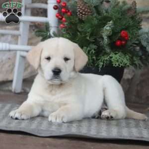 Tyler, Golden Retriever Mix Puppy