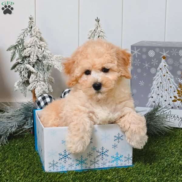 Ultra, Bich-Poo Puppy