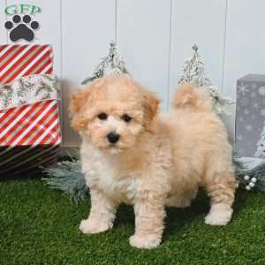 Ultra, Bich-Poo Puppy