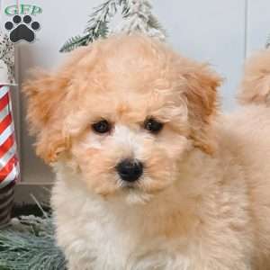 Ultra, Bich-Poo Puppy