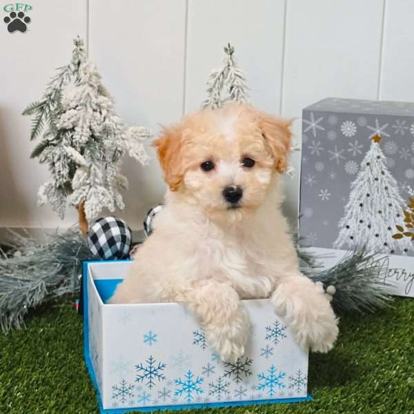 Umber, Bich-Poo Puppy