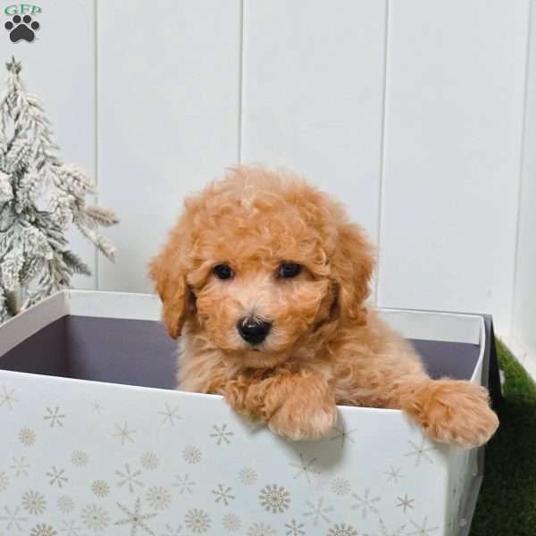 Valor, Bich-Poo Puppy