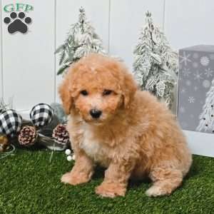 Valor, Bich-Poo Puppy