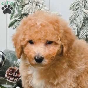 Valor, Bich-Poo Puppy