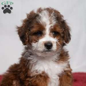 Vance, Cavapoo Puppy