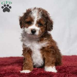 Vance, Cavapoo Puppy
